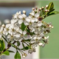 Про  май... :: Aquarius - Сергей