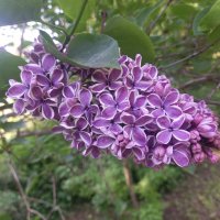 Сирень :: Сапсан 