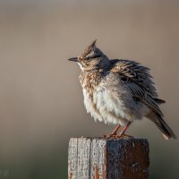 Пухлячок :: Александр К. Пухлячок :: Александр К.