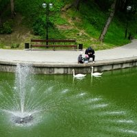 Взаимная любовь детей и лебедей. :: Милешкин Владимир Алексеевич Взаимная любовь детей и лебедей. :: Милешкин Владимир Алексеевич