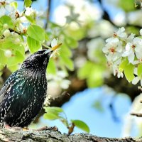 Скворушка на старушке груше. :: Восковых Анна Васильевна 
