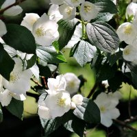 Жасмин. :: Восковых Анна Васильевна 