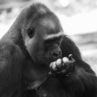 Пора на маникюр... :: Alexander Amromin Пора на маникюр... :: Alexander Amromin