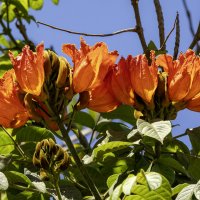 Спатодея колокольчатая. :: Alexander Amromin