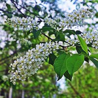 Июнь...Цветет черемуха перед грозой! :: Владимир 