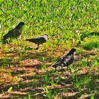 Любят голубки первую зеленую травку! :: Владимир 
