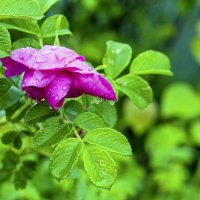 После дождя :: Валерий Иванович