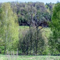 К нему весна не пришла :: Андрей Щетинин