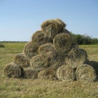 Уборочная пора :: Anna Ivanova Уборочная пора :: Anna Ivanova