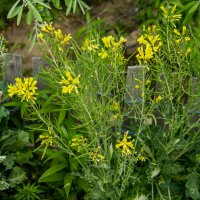 Цветы :: Анатолий Чикчирный