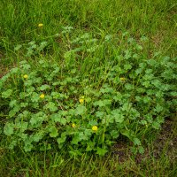 Калачики :: Анатолий Чикчирный