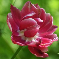 Москва. Весна в Аптекарском... :: Наташа ***** Москва. Весна в Аптекарском... :: Наташа *****