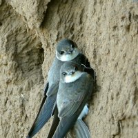 Береговушки :: Владислав Иопек