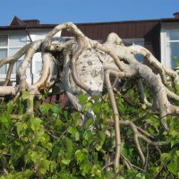 .......... :: Елена Шаламова .......... :: Елена Шаламова