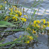 водяные ирисы :: Елена Шаламова водяные ирисы :: Елена Шаламова