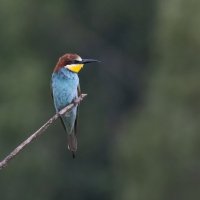 молодые щурки :: юрий макаров молодые щурки :: юрий макаров