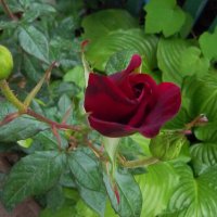 Бутон бархатнщй розы :: Валентин Семчишин Бутон бархатнщй розы :: Валентин Семчишин