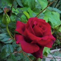 Бархатная  роза :: Валентин Семчишин