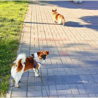 Яша на прогулке.:) :: Валерия Комова