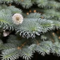 Пушистое на колком… :: Любовь 