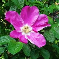 Цветет Шиповник морщинистый :: Рита Симонова