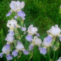 Ирисы :: Елена Семигина