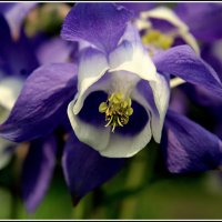 Как прекрасен этот мир :: Aleksandr Gal