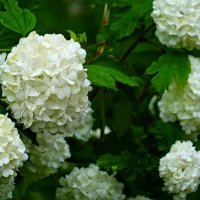 Калина Бульденеж :: Наталья Лакомова