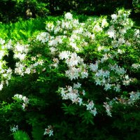 Большие кусты белых рододендронов :: Aida10 