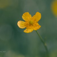 Лютик после дождя :: Александр Синдерёв