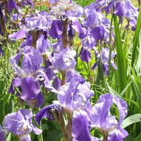 Ирисы :: Freddy 97