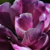 Тюльпанчик  :) :: Татьян@ Ивановна