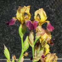 Монастырские ирисы :: Александр Чеботарь