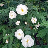 Ветка белого шиповника :: Galina Solovova