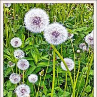 Близость. :: Михаил Малец