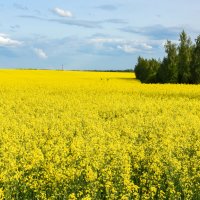 Рапсовое море :: Александр Мезенцев