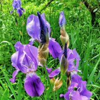 Фиолетовое богатство :: veilins veilins Фиолетовое богатство :: veilins veilins