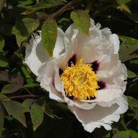 цветы в моём саду :: ИННА ПОРОХОВА