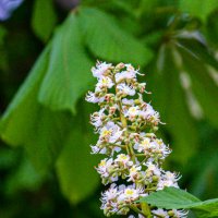 Цветет каштан :: Светлана SvetNika17