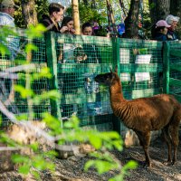 Лама в зоопарке на Кок-Тобе :: Светлана SvetNika17