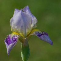 Начало цветения ирисов.... :: Sergey (Apg) Начало цветения ирисов.... :: Sergey (Apg)