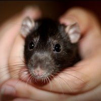 Питер :: Тамара Вебер