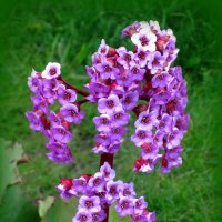 Бадан :: Сергей Карачин Бадан :: Сергей Карачин