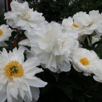 Пионы "Мисс Америка" :: Gen Vel