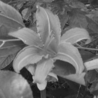 Лилейник (красоднев) :: Дмитрий Никитин