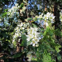 Вкусная черёмуха :: AleksSPb Лесниченко