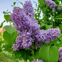 Сирень :: Сапсан 