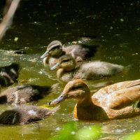 * :: Виталий Емельянов