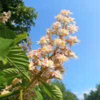 Каштан :: Сапсан 