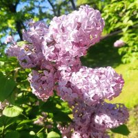 Сирень :: Сапсан 